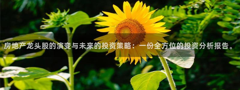 天狮娱乐谁在玩：房地产龙头股的演变与未来的投资策略：一份全方
